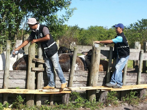 Campanha contra febre aftosa deve vacinar 9,8 milhões de bovinos e bubalinos 