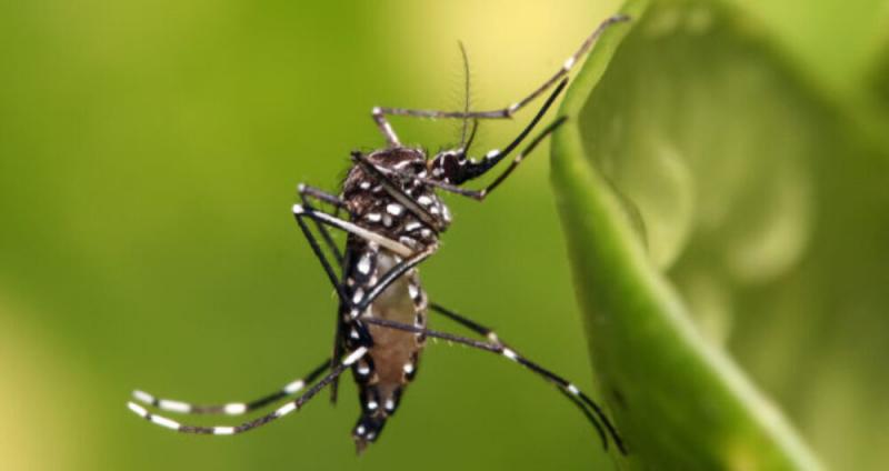 Sesab confirma epidemia de dengue em 265 municípios baianos