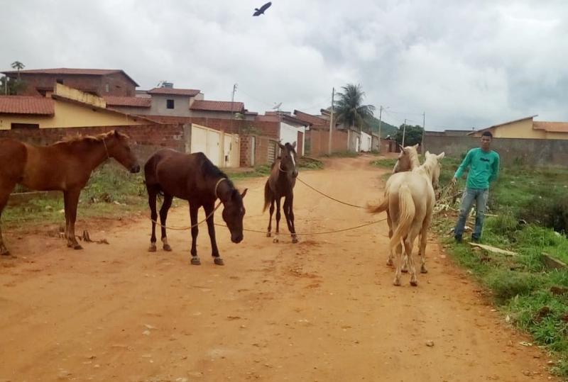 Brumado: SMTT realiza captura de animais soltos nas vias para garantir segurança a condutores e pedestres