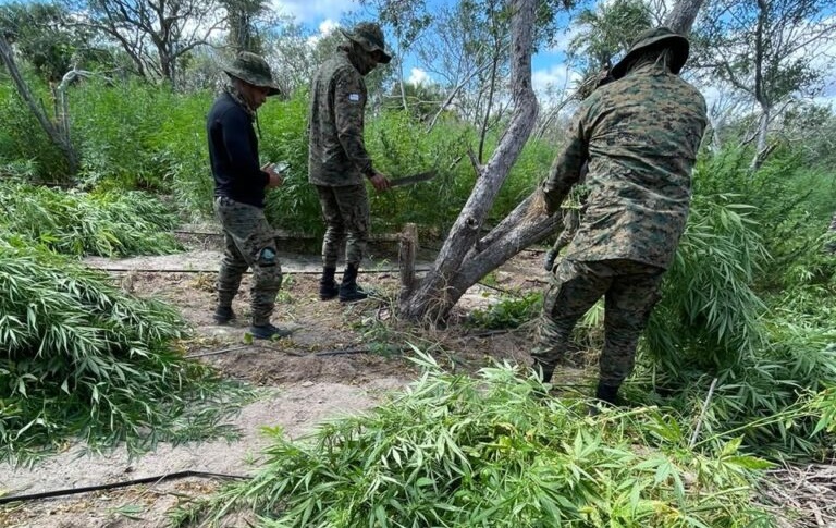 Polícia destrói plantação com mais de 60 mil pés de maconha na Bahia