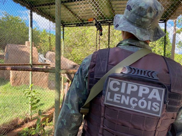 Aves silvestres mantidas em cativeiro são resgatadas pela polícia militar em Brumado