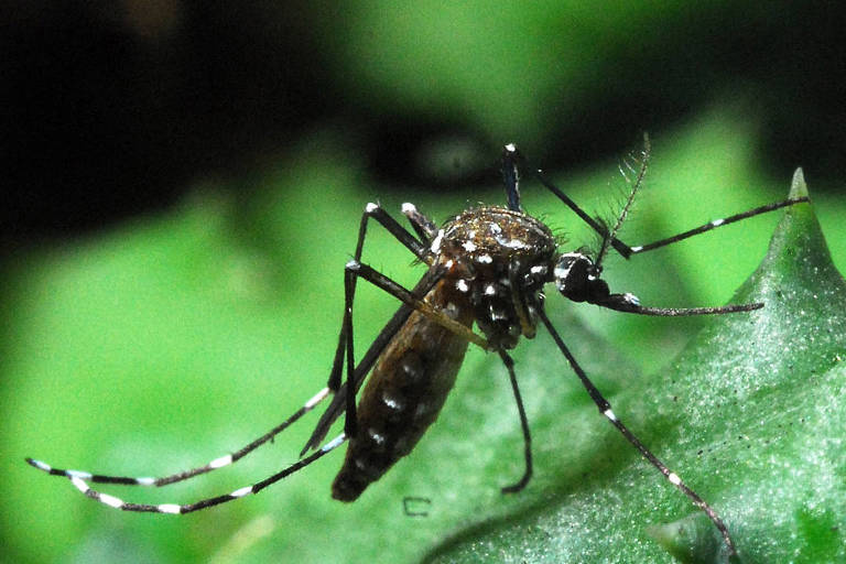 Brasil supera 1 mil mortes por dengue em 2024