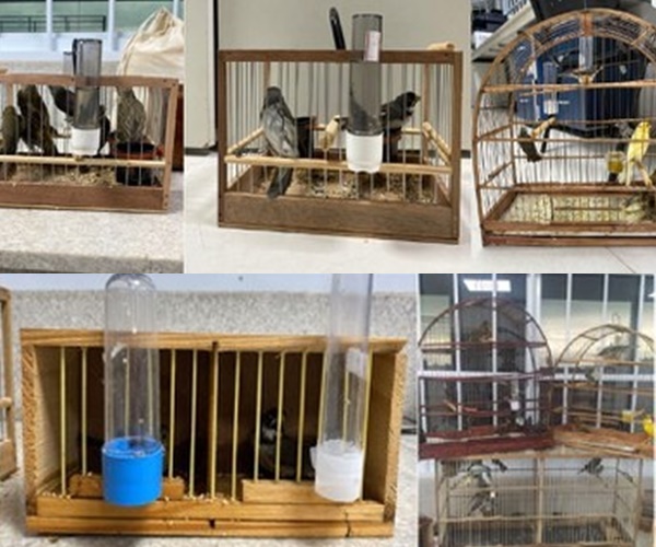 PRF flagra crime ambiental e resgata 29 pássaros silvestres transportados irregularmente em Vitória da Conquista