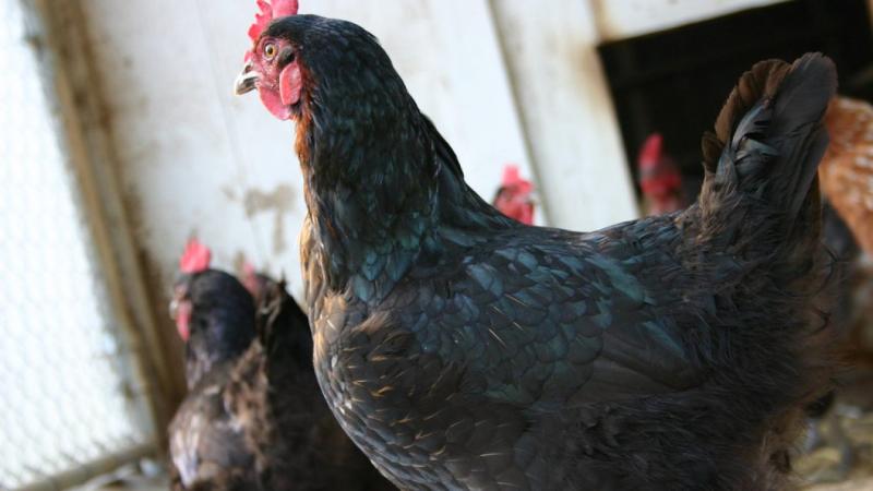 Governo federal abre crédito de R$ 200 milhões para combater gripe aviária