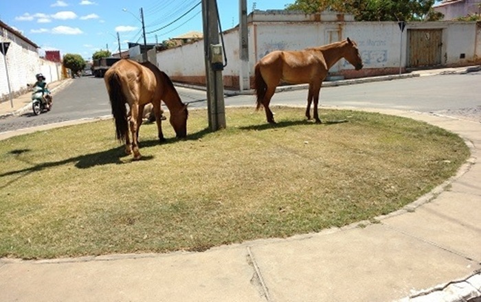Disk Captura da SMTT é criado para recolhimento de animais soltos nas vias públicas de Brumado