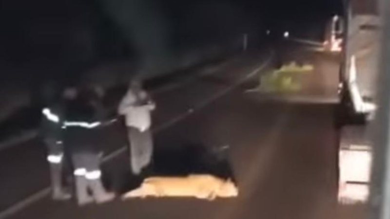 Onça é atropelada em rodovia no sudoeste da Bahia