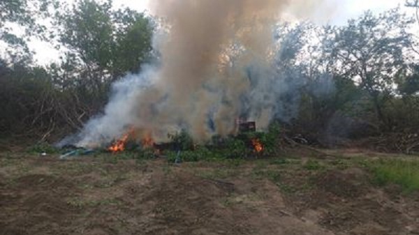 Cipe/Caatinga erradica cerca de 19 mil pés de maconha