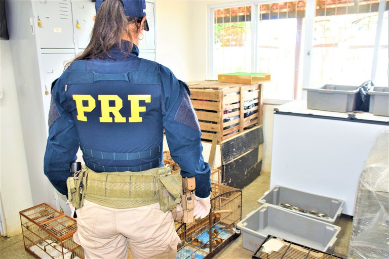 PRF na Bahia registra maior ocorrência de resgate de animais silvestres esse ano no país