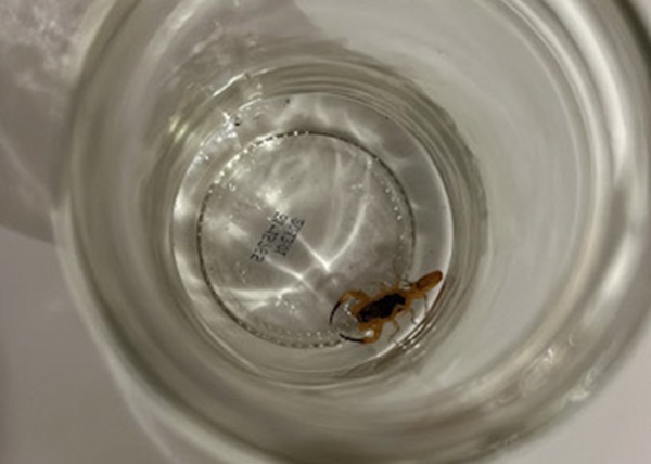 Picadas de escorpiões aumentam e preocupa moradores de Vitória da Conquista