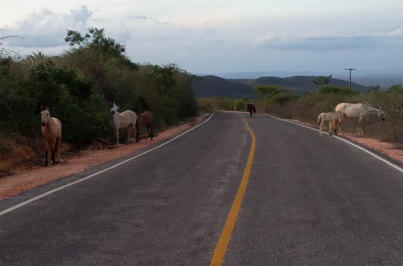 Risco de Acidente: Moradores de Ubiraçaba em Brumado denunciam que animais estão sendo criados soltos próximo à pista