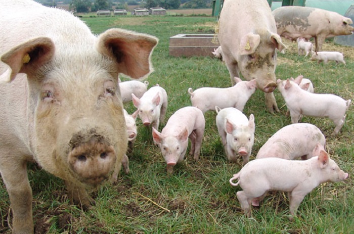Bahia mantém status de zona livre de Peste Suína Clássica