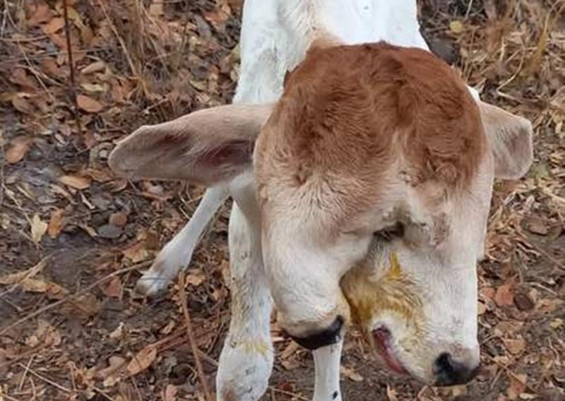 Bezerro nasce com duas cabeças em Macaúbas