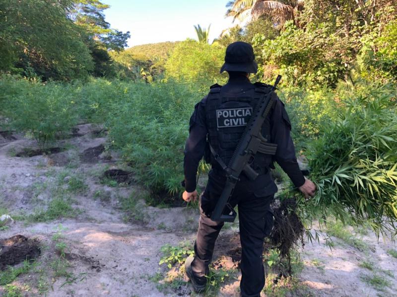 Polícia erradica 4 mil pés de maconha em Bom Jesus da Lapa