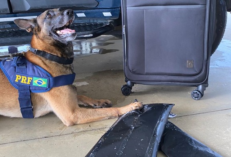 Cão farejador localiza cocaína em fundo falso de mala de viagem em Vitória da Conquista