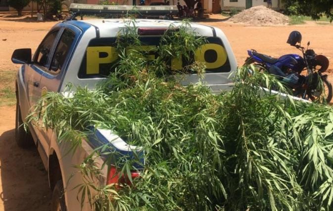 Polícia encontra plantação de Maconha na zona rural de Livramento