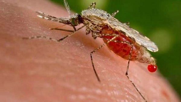 Bahia: surto de malária registra 2ª morte; 8 crianças estão internadas