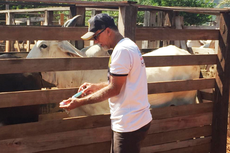 Guajeru: Equipe da Adab e agentes municipais executam a primeira etapa de vacinação contra a Febre Aftosa