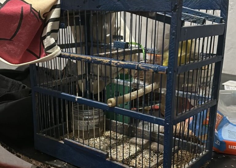 Homem é preso por maltratar e matar cachorro em Vitória da Conquista