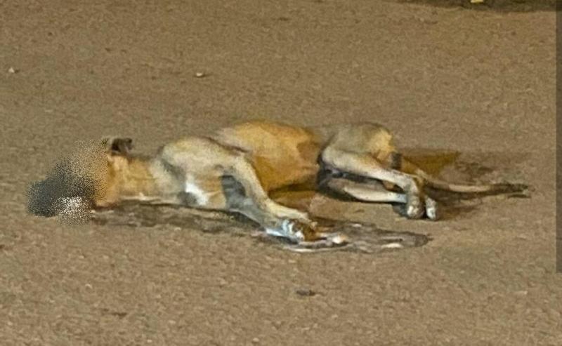 Moradores da Barrinha em Livramento de Nossa Senhora denunciam matança de cachorros na comunidade