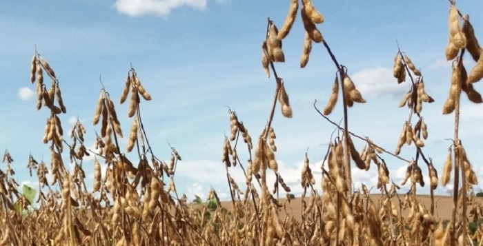 Safra de grãos pode ter novo recorde