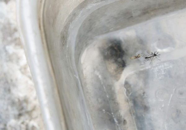 Conquista, Salvador e Feira lideram prováveis casos de dengue na Bahia