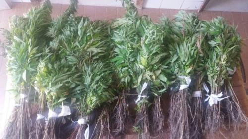Polícia descobre e apreende mais de mil pés de Maconha em Barra da Estiva
