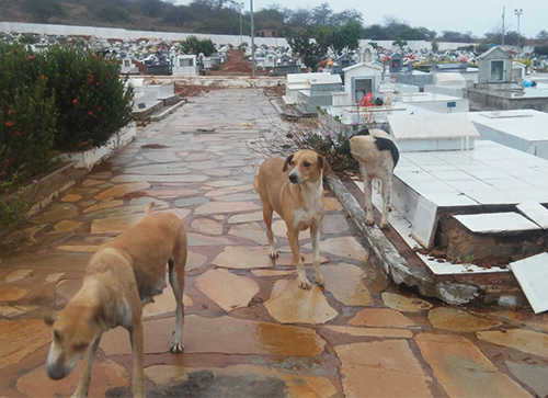 Cães ‘tomam conta’ do Cemitério Santa Inês em Brumado; Há suspeita de estarem comendo restos mortais