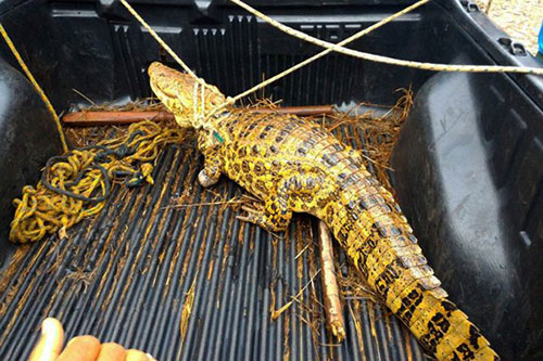 Jacaré aparece em rua na cidade de Caculé e atrai atenção de populares; veja o vídeo