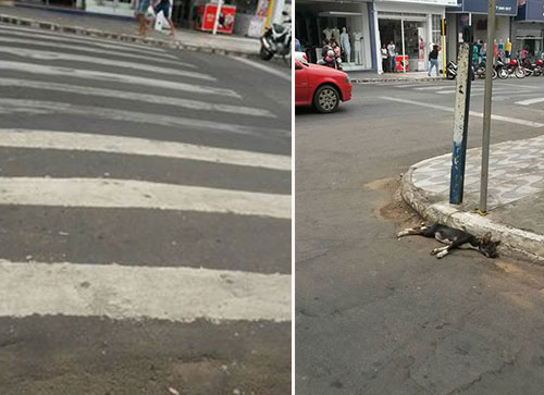 Cachorro é atropelado e morto enquanto atravessava a faixa de pedestre em Brumado