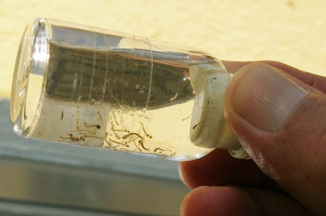 Zika deve atingir o Brasil todo, afirma Ministério da Saúde