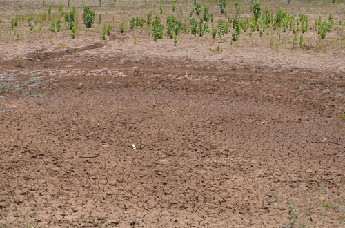 Por conta da seca, Bahia decreta situação de emergência em 5 cidades