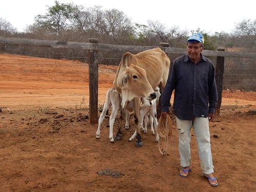 Vaca surpreende ao parir dois bezerros na Zona Rural de Maetinga