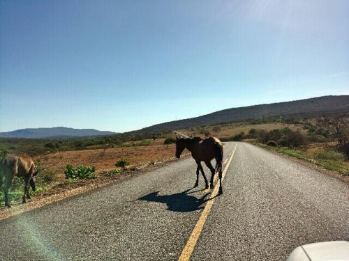 Animais se tornam risco para condutores que trafegam pela BR - 030, trecho entre Sussuarana/Brumado