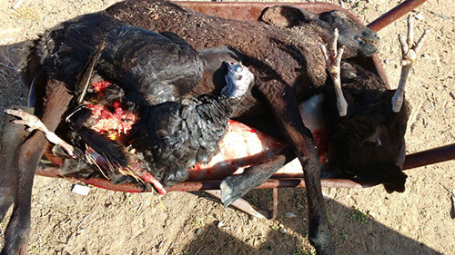 MATANÇA DE ANIMAIS ASSUSTA CRIADORES NO MUNICÍPIO DE GUANAMBI