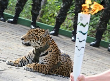 Exército é multado em R$ 40 mil por morte da onça Juma após evento da passagem da tocha