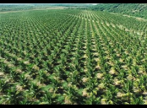 Bahia passa Minas Gerais e fica em 2º lugar em produção de frutas