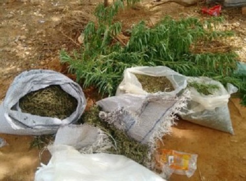 Macururé: Ação incinera 50 mil pés de maconha