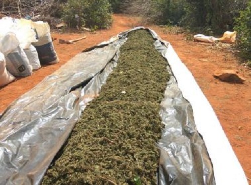 PM apreende tonelada de maconha em Canarana; suspeito é morto em confronto