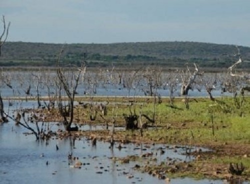 Atiradores matam cinco policiais em protesto contra violência nos Estados Unidos