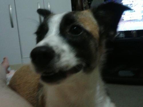 Animal de estimação desaparece e recompensa é oferecida para quem encontrar