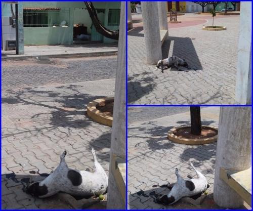 CACHORRO MORRE ELETROCUTADO EM PRAÇA DO BAIRRO BRASÍLIA EM GUANAMBI