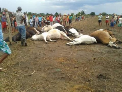Animais morrem ao serem atingidos por raios em Mundo Novo
