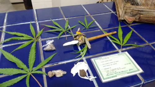 Polícia descobre plantação de Maconha em quintal de residência em Brumado