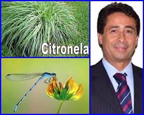 VEREADOR PROPÕE COMBATER A DENGUE COM REPELENTE NATURAL