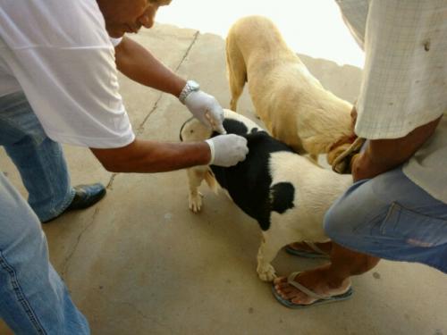 Está acontecendo em Brumado a Vacinação Antirrábica