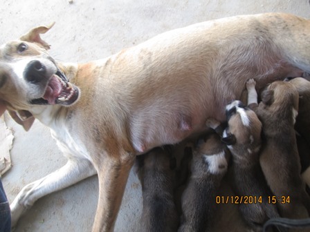 Doação de Filhotes Órfãos