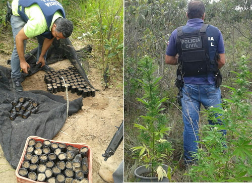 Chapada Diamantina: Polícia destrói plantação de maconha em Ibicoara