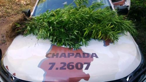 Mais uma roça de maconha é descoberta pela polícia na Chapada Diamantina