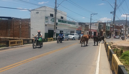 Animais são flagrados circulando livremente em avenida movimentada de Brumado