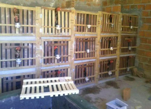 Polícia fecha rinha de galo em Brumado; sete pessoas foram detidas